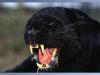 jaguar-resimleri-7