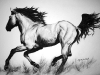 tiffsnewhorsedrawing
