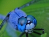 insect_0